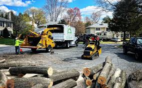 Reliable Pecatonica, IL Tree Care Solutions