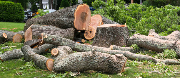 How Our Tree Care Process Works  in  Pecatonica, IL