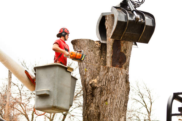 Best Tree and Shrub Care  in Pecatonica, IL