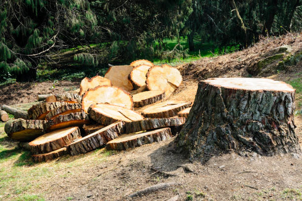 Best Firewood Processing and Delivery  in Pecatonica, IL